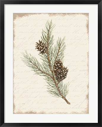 Framed Pine Cone Botanical II Print