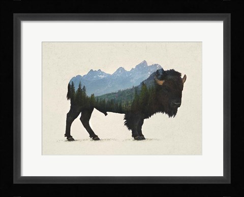 Framed Grand Teton Bison Print
