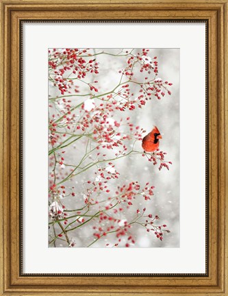 Framed Red Cardinal in the Red Berries Print