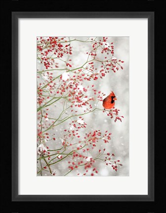 Framed Red Cardinal in the Red Berries Print