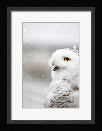 Framed Snowy Owl in the Snow Print