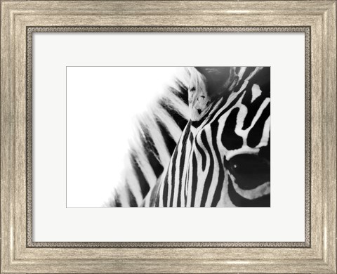 Framed Zebra Eye Print
