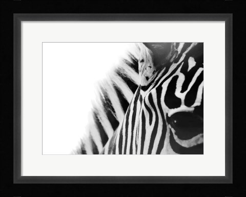 Framed Zebra Eye Print