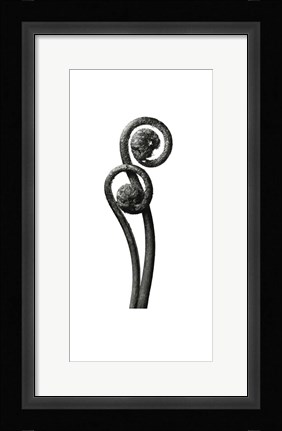 Framed Blossfeldt Botanical No. 3 Print