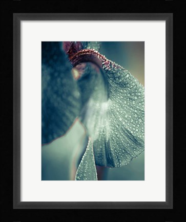 Framed Morning Dew Print
