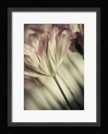 Framed White Stargazers 1 Print