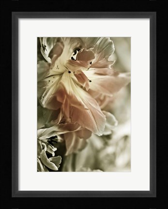 Framed White Stargazers 2 Print