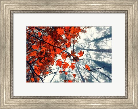 Framed Red Autumn Leaves Print