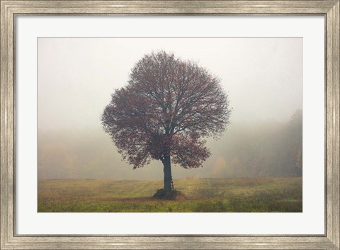 Framed Tree In The Mist Print