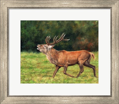 Framed Red Deer Stag Running Print