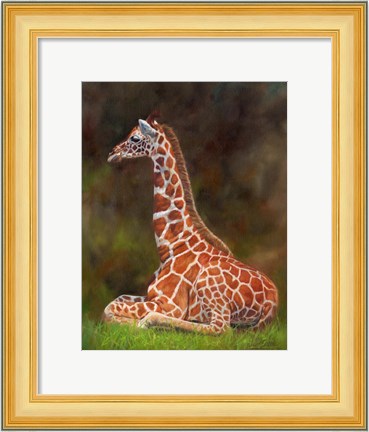 Framed Giraffe Resting Print