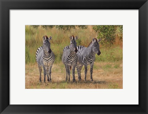 Framed Three Zebras South Luangwa Print