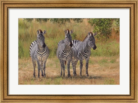 Framed Three Zebras South Luangwa Print