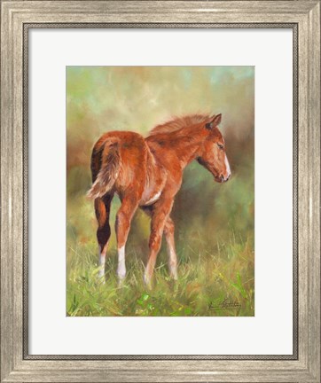 Framed Foal In Sunshine Print