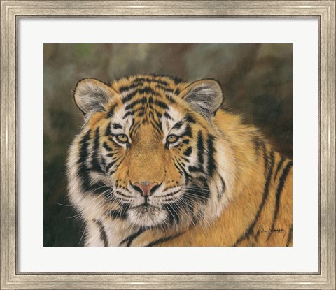 Framed Amur Tiger Portrait Print