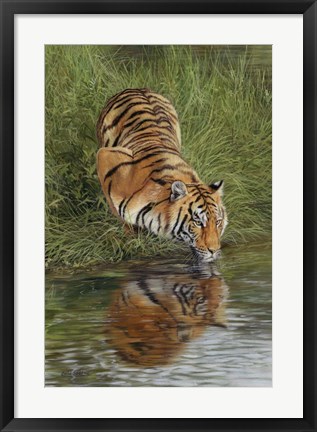 Framed Tiger At Waters Edge Print