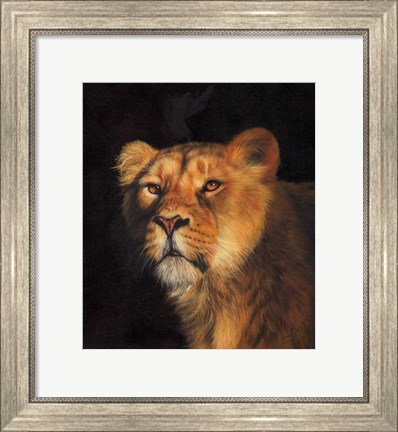 Framed Study Of A Lioness Print