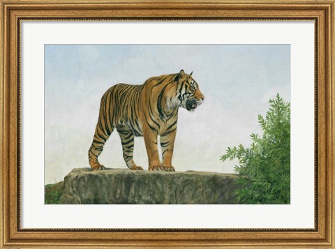 Framed Tiger 11 Print