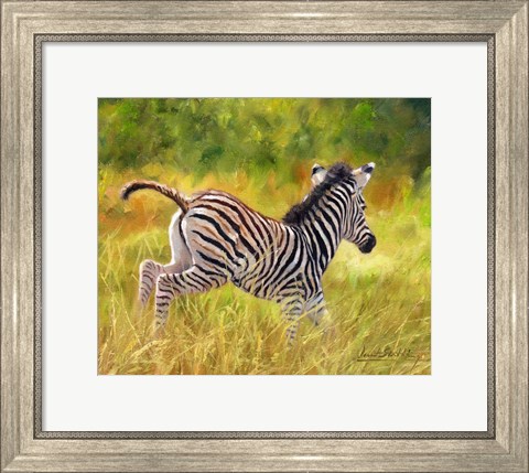 Framed Young Zebra Running Print