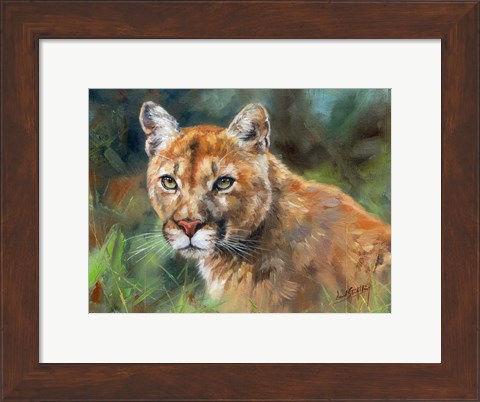 Framed California Cougar Print