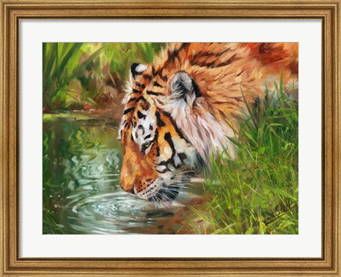 Framed Tiger Quenching Thirst Print
