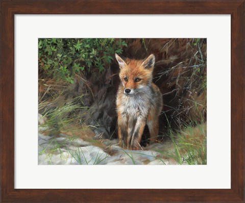 Framed Young Red Fox Print