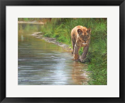 Framed Water&#39;s Edge Lioness Print