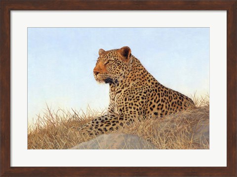 Framed Leopard Laying Rock Grass Print