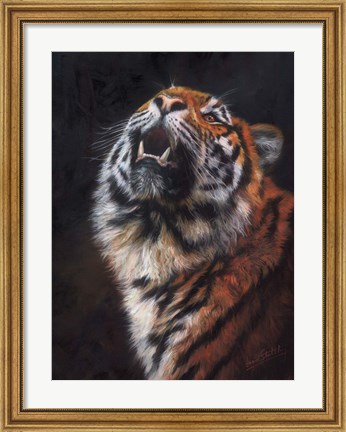 Framed Tiger Looking Up Print