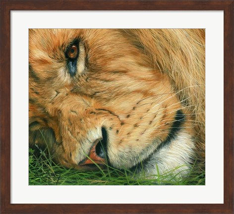 Framed Lion Sleeps Print