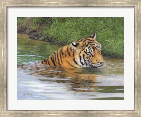 Framed Tiger In Water 1 Print