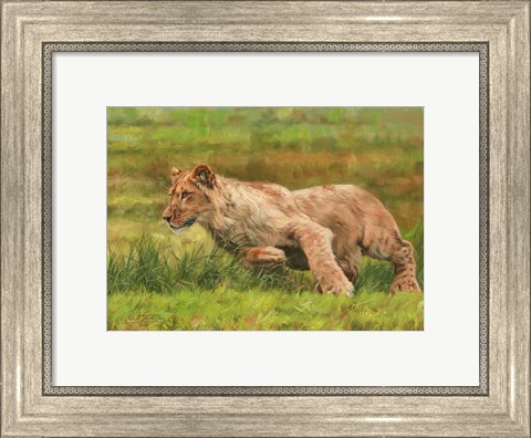 Framed Young Lion Running Print