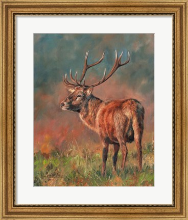 Framed Red Deer Stag 1620 Print