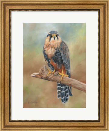 Framed Aplomado Falcon Print