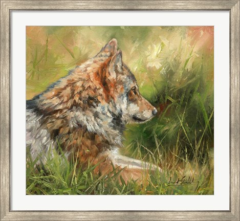 Framed Grey Wolf In Grass Print