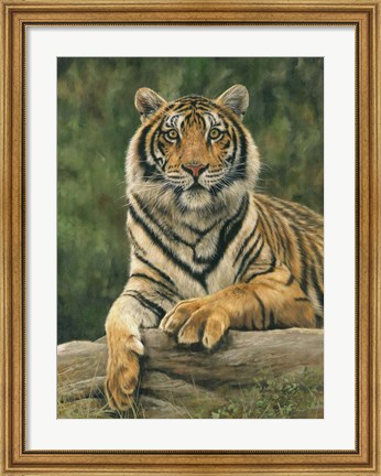 Framed Bengal Tiger 2 Print