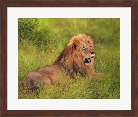 Framed Lion In Grass Print