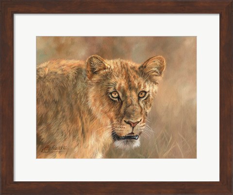 Framed Hungry Lioness Print