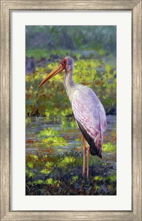 Framed Yellow Billed Stork Print