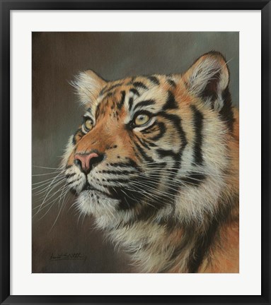 Framed Young Sumatran Tiger Portrait Print