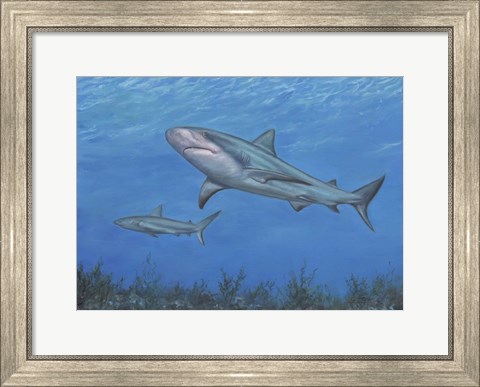 Framed Reef Shark Print