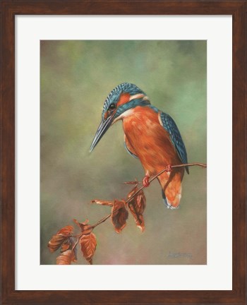 Framed Kingfisher Perched Print