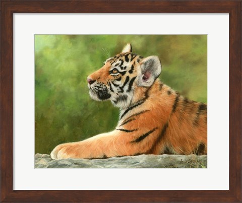 Framed Tiger Cub Looking Up Print