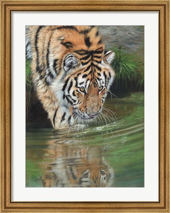 Framed Tiger Cub Reflections Print