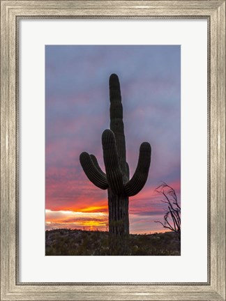Framed Cactus 2 Print