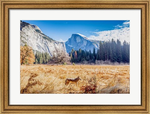 Framed Wild Coyote Print