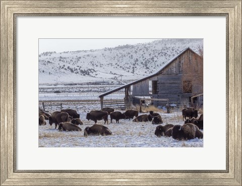 Framed Colorado Buffalo Print