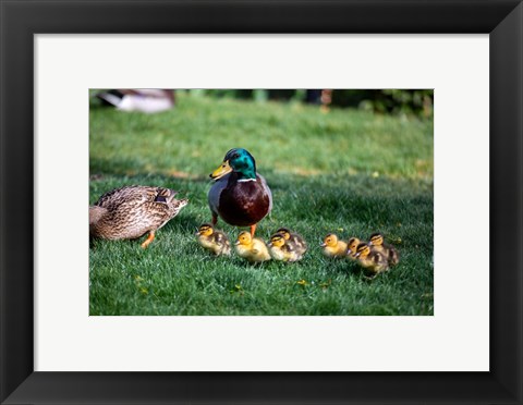 Framed Family of Ducks Print