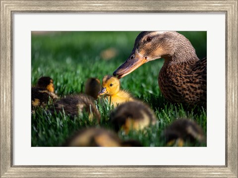 Framed Momma Duck Print