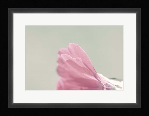 Framed Hollyhock Edge Print